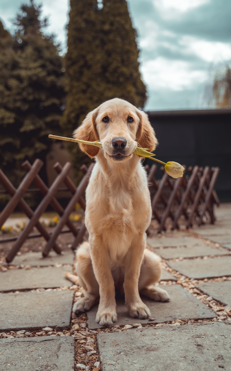 Golden retriever em momento de vínculo com o tutor