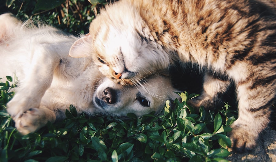 Cão e gato em convivência tranquila